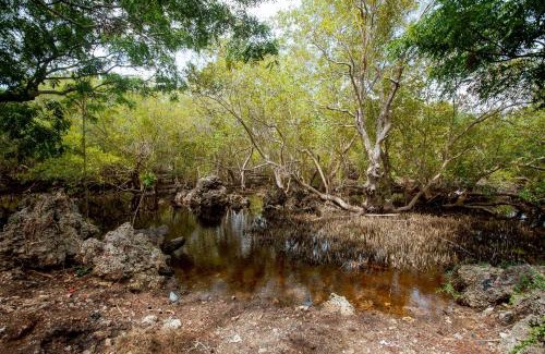 Watamu Apartamento | LIMA House - Mangrove Nyumba