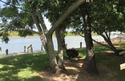 Elmaton Cabina | Little cabin sits on river w/ lighted fishing pier