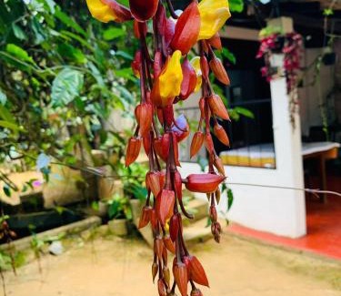 Ambagollapathana Hotel | Little Cottage