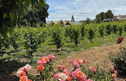 Morgan Hill Casa | Little Tuscany of Morgan Hill