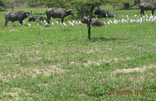 Lochinvar National Park Otro | Lochinvar Safari Lodge of Lochinvar National Park - ZAMBIA