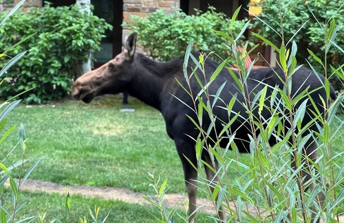 Wilson Complejo | Luxurious 3 BR, 3 Bath Villa located within Four Seasons Jackson Hole Resort