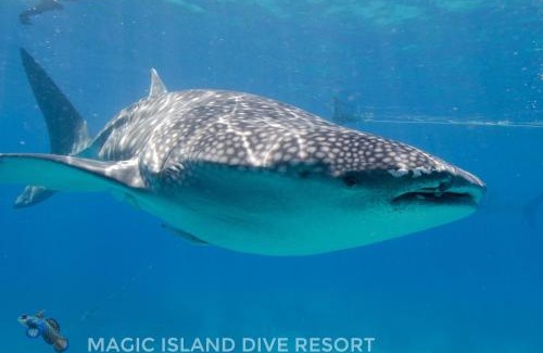 Moalboal Complejo | Magic Island Dive Resort