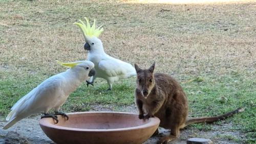 Horseshoe Bay Cama Y Desayuno | Magnetic Island Bed and Breakfast