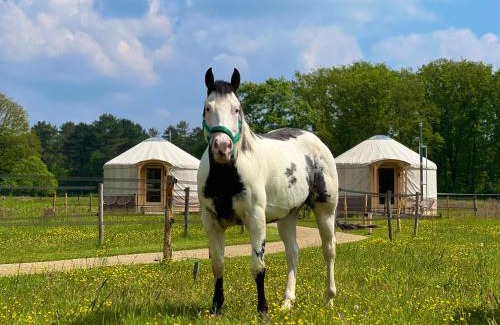 Ledeacker Otro | Magnolia Hoeve - Unieke Bestemming voor Paardenliefhebbers en Bijzondere Overnachtingen in de natuur