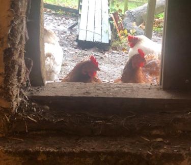 Ullared Cama Y Desayuno | Magnoliabackens Bed and Breakfast