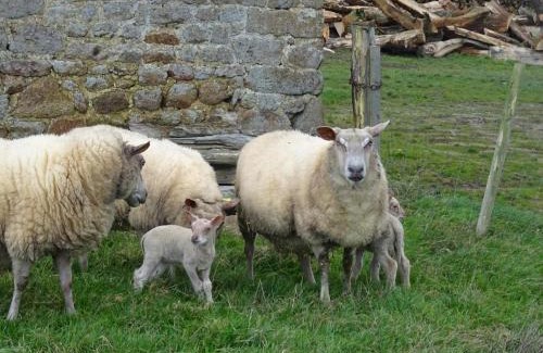 Saint-Fraimbault Casa | Maison Normande Authentique, Accessible PMR, Animaux Bienvenus, Activités Nature et Calme Assuré - FR-1-497-74