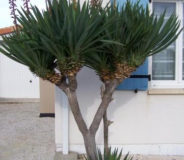 Les Mathes Casa | Maisonlazenitude-lapalmyre