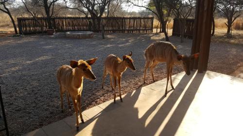 Bela-Bela Chalet De Esquí | Makhato 84 Bush Lodge
