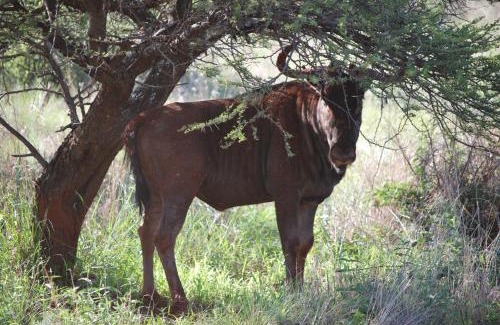 Bela-Bela Apartamento | Makhato Bush Lodge 109
