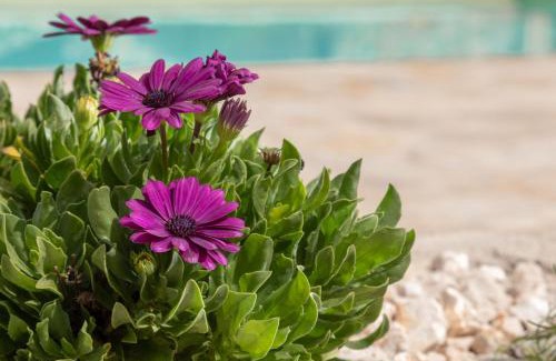 Gaios Casa | Mami - Danilia Cottages