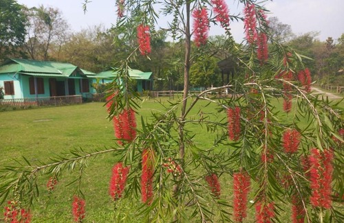 Barangabari Casa | Manas Eco Camp, Mayang Para, Assam