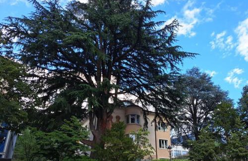 Merano Apartamento | Mansarde Zeder in Privatvilla im Zentrum Merans
