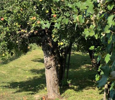 Rogaska Slatina Casa | Maria's Orchard Cottage - Nature Retreat in Slovenia