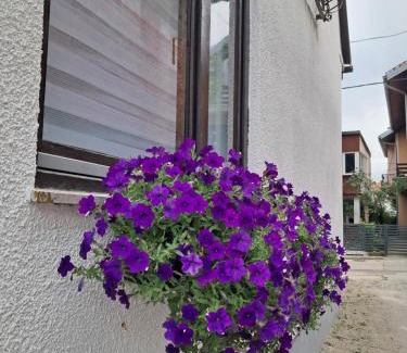 Mali Radic Apartamento | Mario