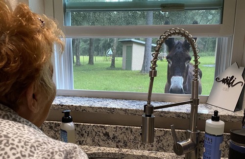 Brooksville Cabaña | MarLy Hobby Farm In Brooksville, Florida