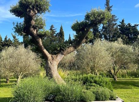 Noves Casa | Mas de Nonin St Rémy de Provence