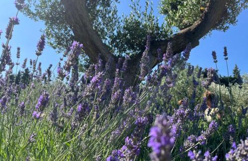 Noves Casa | Mas de Nonin St Rémy de Provence