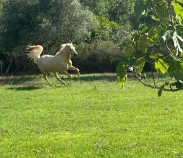 Valls Casa | Masia Victoria