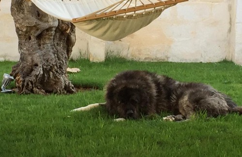Fasano Casa | Masseria Torre Del Diamante