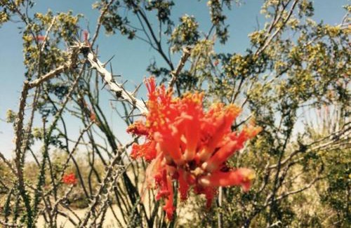 Twentynine Palms Casa | Mayfair House - 4 Minutes to National Park!