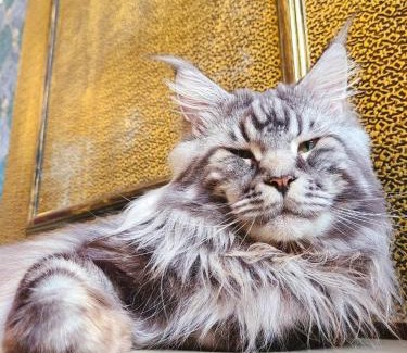 Taitung Casa | Meow28