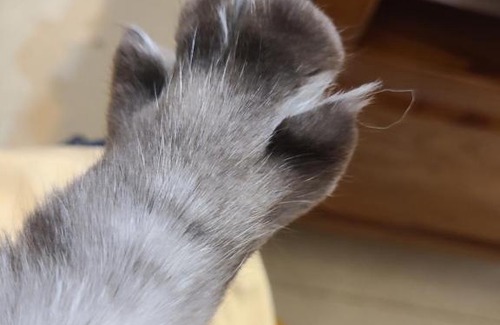 Taitung Casa | 喵窩meow28