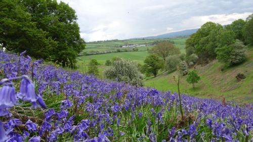 Bishops Castle Cama Y Desayuno | Middle Woodbatch B&B