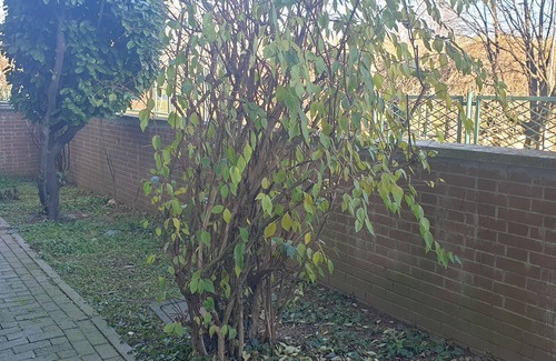 Oltrestazione Apartamento | Legnano: Piso / apartamento - Legnano