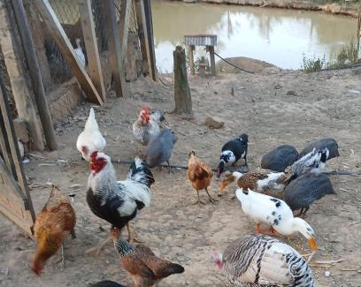 Monte Alegre do Sul Complejo | Mini Fazenda e Antiquário Manzolli