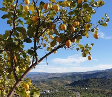 Olvera Casa | Mirador del Olivar