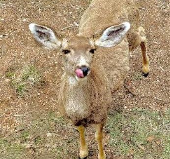 Florissant Casa | Modern Mountain Cabin, Fireplace, Deck with Deer Views, Near Wolf Center