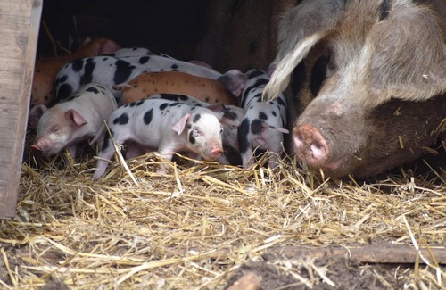 Market Drayton Cabina | Mongolian Yurts Fordhall Organic Farm