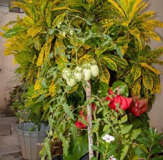 Mount Lavinia Casa | Mount Guest