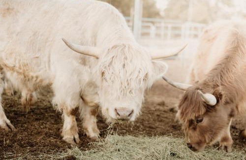 McIntosh Otro | Mountain Views & Family Glamping Retreat