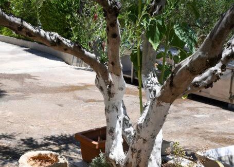 Agios Nikolaos Casa | Mourelo House
