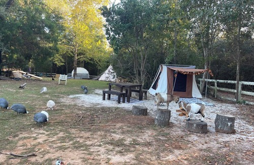 Tallahassee Alquiler De RV | Mr. Waffles tent glamping Farmstay
