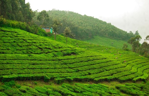 Devikolam Casa | Munnar valley view