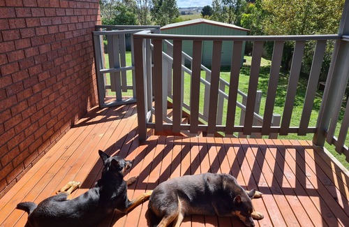 Moss Vale Casa | Must Love Dogs! Time to Paws in Moss Vale.