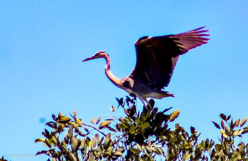 Kafue National Park Cabina | Mwamfushi Safari Lodge