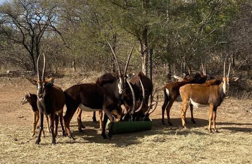 Maruleng Cabina | My Africa Adventure Farm