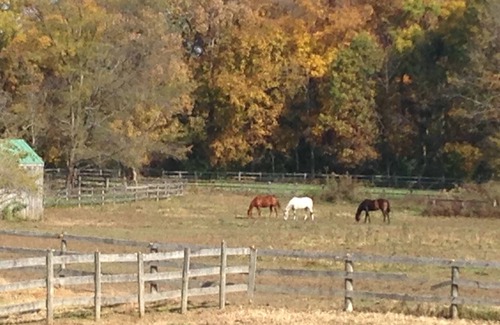 Otterbien Home Apartamento | My Horse Farm Dream