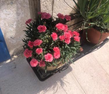Canosa di Puglia Casa | Nòstos