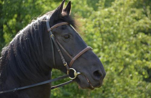 Malecov Apartamento | Na koňské farmě