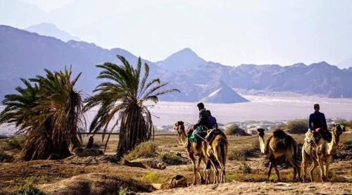 Sharm El Sheikh Otro | Nabq Adventure Camp
