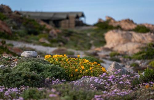 Kamiesberg Otro | Namaqua Flowers Beach Camp