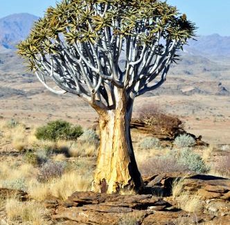 Solitaire Cabina | Namibs Valley Lodge