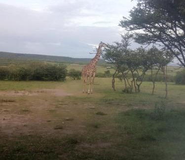 Talek Casa | Narasha Homestay - Maasai Mara