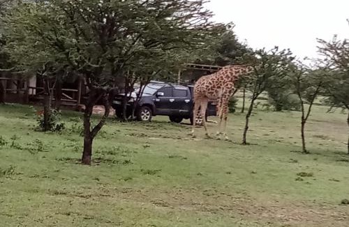 Talek Casa | Narasha Homestay - Maasai Mara