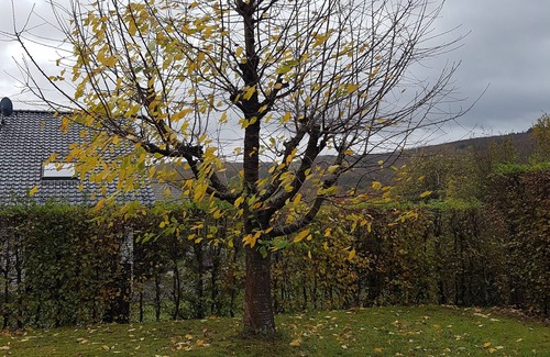 Hasenfeld Apartamento | Nationalpark Eifel! "eifelquartier" Zuhause in der Natur!